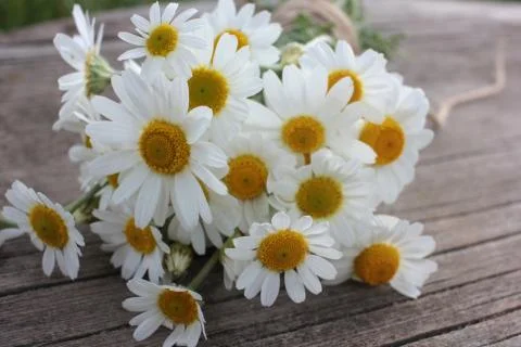 Bouquet of white daisies on a rustic table outdoors. Stock Photos