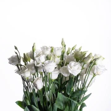 Bouquet of white eustomas on a white background. Stock-Fotos