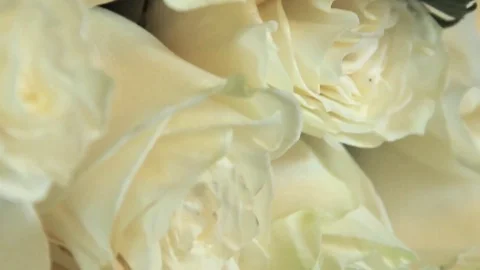 Bouquet of white roses Stock Footage 71314178