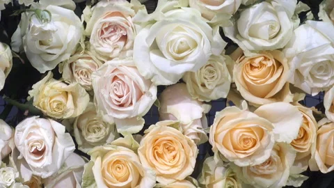 Bouquet of white roses Stock Footage 147653981