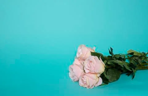 Bouquet of white roses Stock Photos