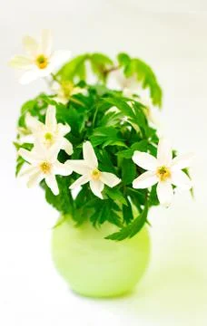 Bouquet of white snowdrops in a porcelain vase on a light background Stock Photos