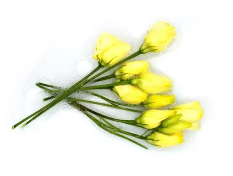 A bouquet of white yellow Eustoma tiny tender rose flower buds floating in a Stock Photos
