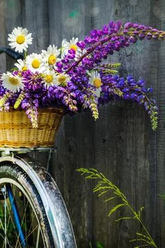 Bouquet of wild flowers in a basket and on a bicycle Stock Photos