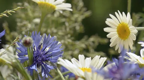 Bouquet of wild flowers close up Stock Footage 34280327