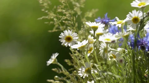 Bouquet of wild flowers Stock Footage 34281174
