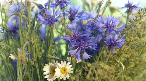 Bouquet of wild flowers Stock Footage 34281206
