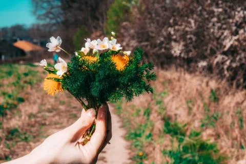 Bouquet of wildflowers in a female hand on a field road Stock Photos