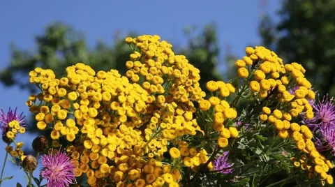 Bouquet of wildflowers Video stock 40363473
