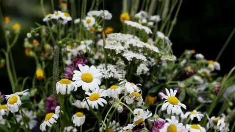 Bouquet of wildflowers Stock Footage 78938313