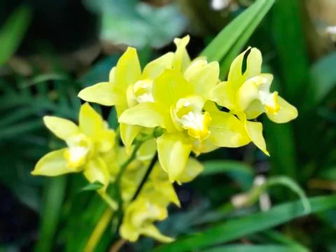 Bouquet of yellow orchids close up Stock Photos