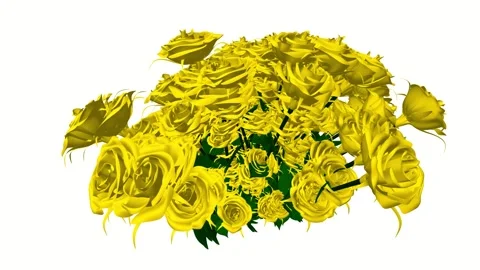 Bouquet of yellow roses. ChromaKey Stock Footage