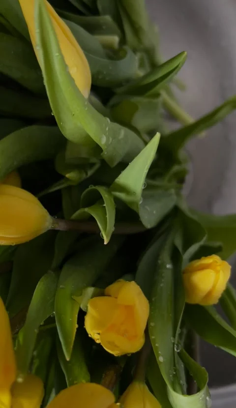 Bouquet of yellow tulips Stock Footage 235434906