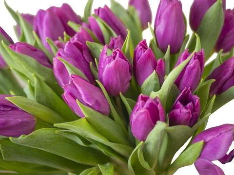 Bouquet of yellow tulips Stock Photos