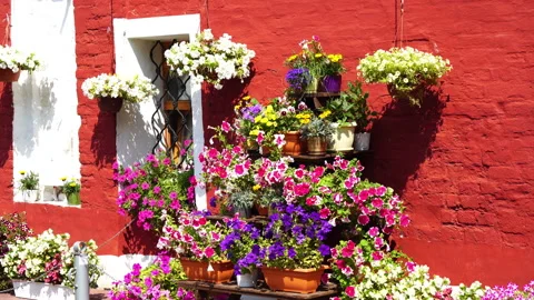 Bouquets of flowers on the background of the red wall. Video stock 103464166