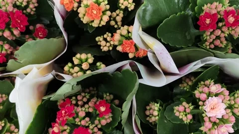 Bouquets of flowers on a store shelf Stock Footage 132682659