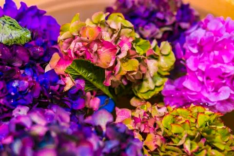 Bouquets of hydrangea. Stock Photos