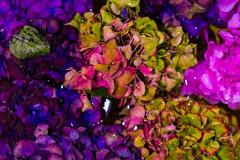 Bouquets of hydrangea. Stock Photos