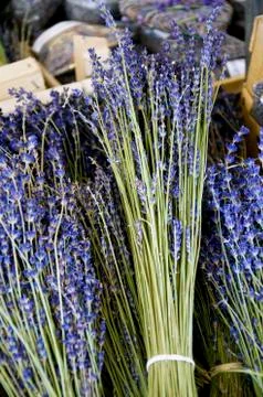 Bouquets of lavender Stock Photos