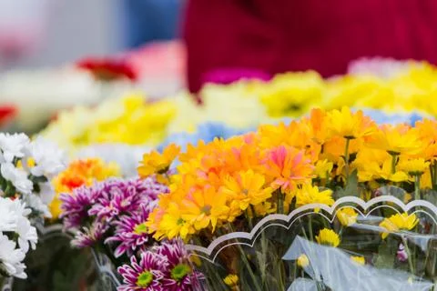 Bouquets of multi-colored chrysanthemums are sold at a street market 스톡 사진