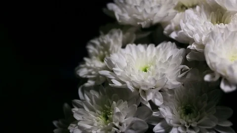 Bouquets of white flowers Stock Footage 70281805