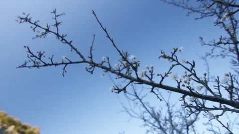 Bourgons and white flowers on a tree at sunrise, in France Stock Footage 240371628