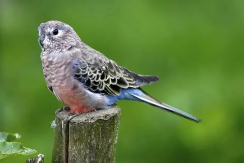 Bourke's parakeet Stock Photos