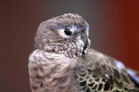 Bourke's parakeet Stock Photos