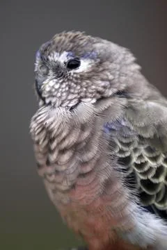 Bourke's parakeet Stock Photos
