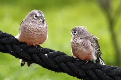 Bourke's parakeets Stock Photos