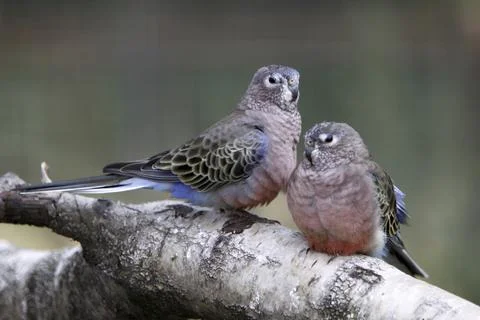 Bourke's parakeets Stock Photos