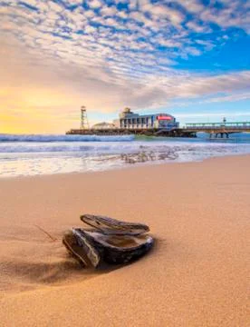Bournemouth beach with oyster shell washed up near the pier Stock Photos