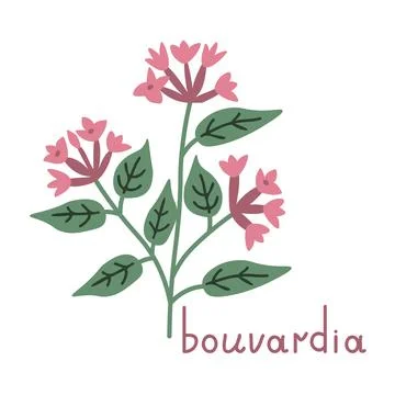 Bouvardia vector illustration Stock Illustration