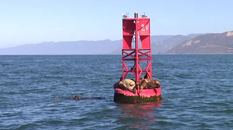 Bouy with Sea Lions Stock Footage 41380652