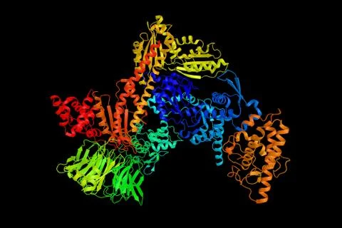 Bovine Arp2/3 complex. Arp2/3 complex is a seven-subunit protein complex th.. Stock Illustration