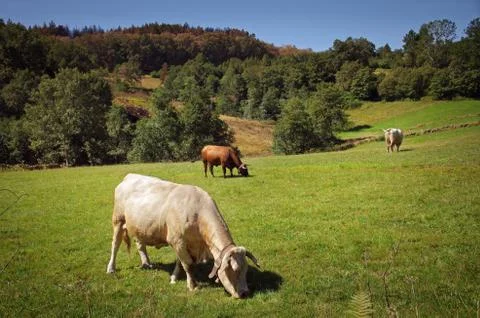 Bovine cattle Stock Photos