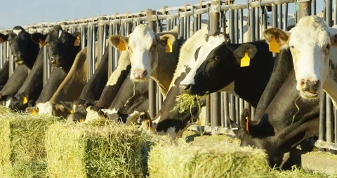 Bovine Dairy Cows future Beef Meat Stock-Footage 120823609