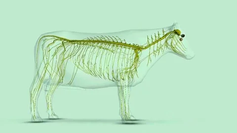 Bovine nervous system Stock Footage 260254510