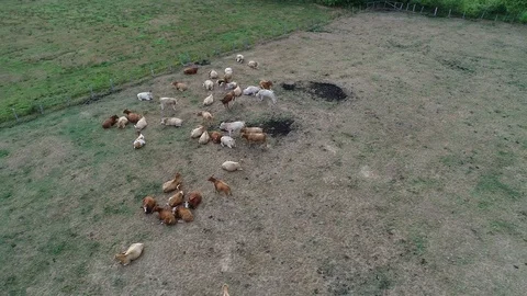 Bovine suffer from the dryness in the fields Video stock 94672873