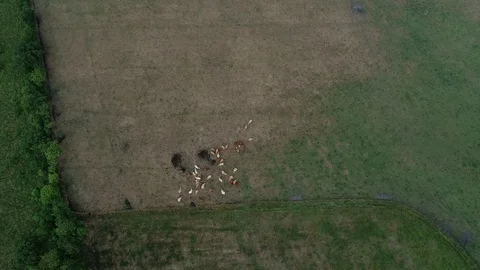 Bovine suffer from the dryness in the fields Video stock 94672975