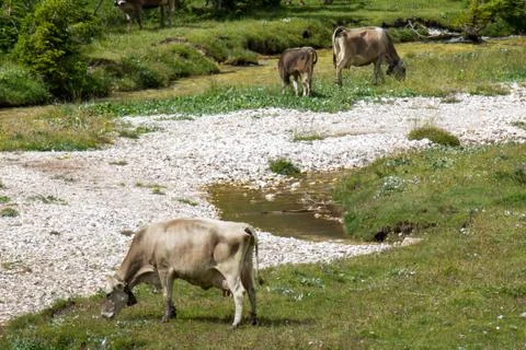 Bovines grazing Stock Photos