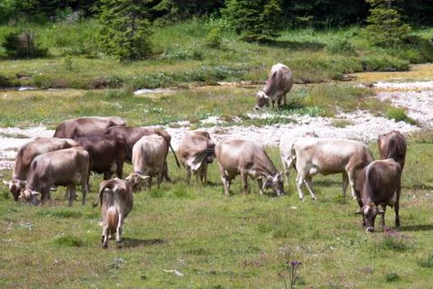 Bovines grazing Stock Photos