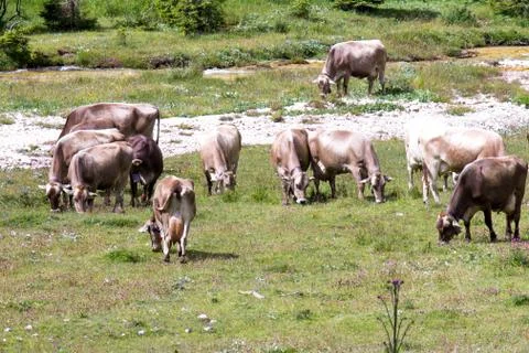Bovines grazing Foto stock