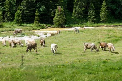 Bovines grazing Stock Photos