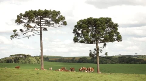 Bovines - ox Video stock 52794887