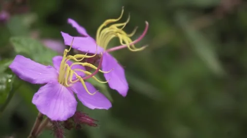 Bovitiya Flower, Video stock 253219281