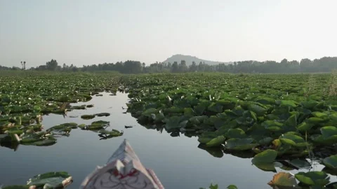 The bow of the boat floating through the lotus in the Dal Lake, Srinagar, India Video stock 285070561