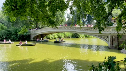 Bow Bridge in Central Park Stock Footage 204097221