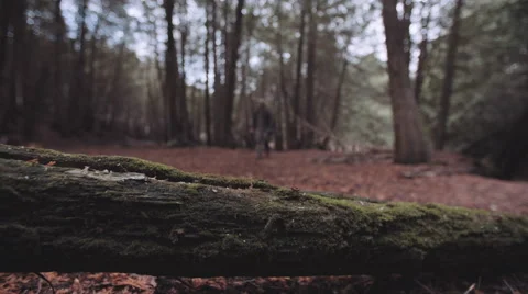 Bow hunter and his bow stepping over a log. Vídeo Stock 62959668