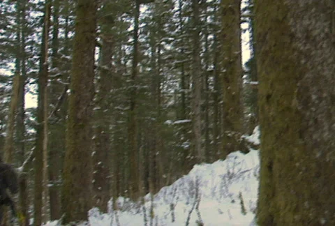Bow hunting 01 Stock Footage 645570